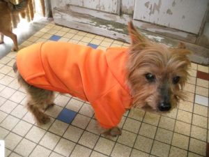Sweat pour chien à capuche orange - Yorkshire - Victorio - Taille L
